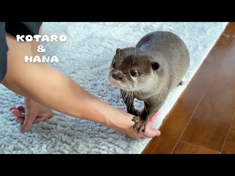 Otters Scramble to Run Away When Owner Comes Home! - YouTube