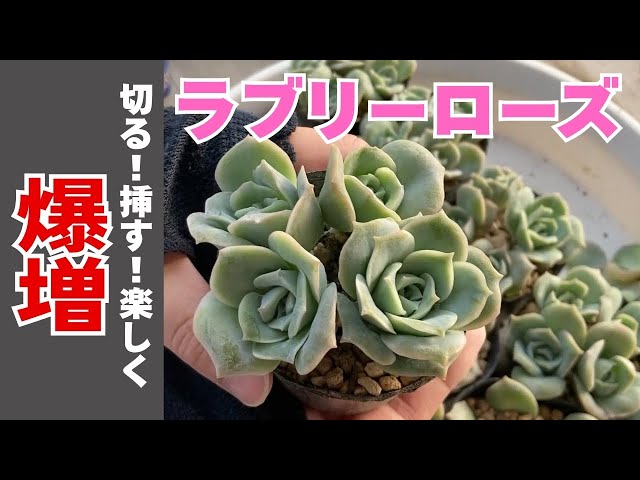 ラブリーローズ爆増！カット＆葉挿しで初心者でも無限増殖！ - YouTube