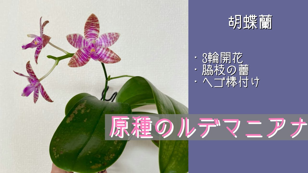 ▷024 [Phalaenopsis Sileriana] If you are growing it for the first