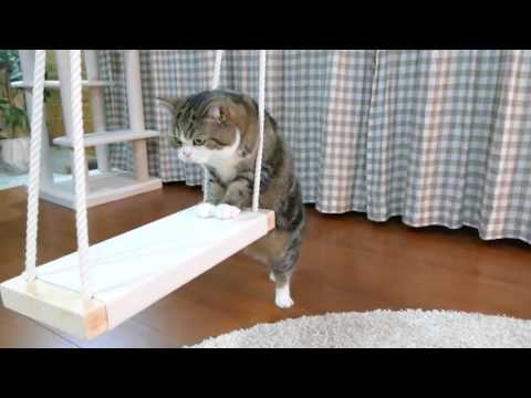 ブランコとねこ。-Swing and Maru.- - YouTube