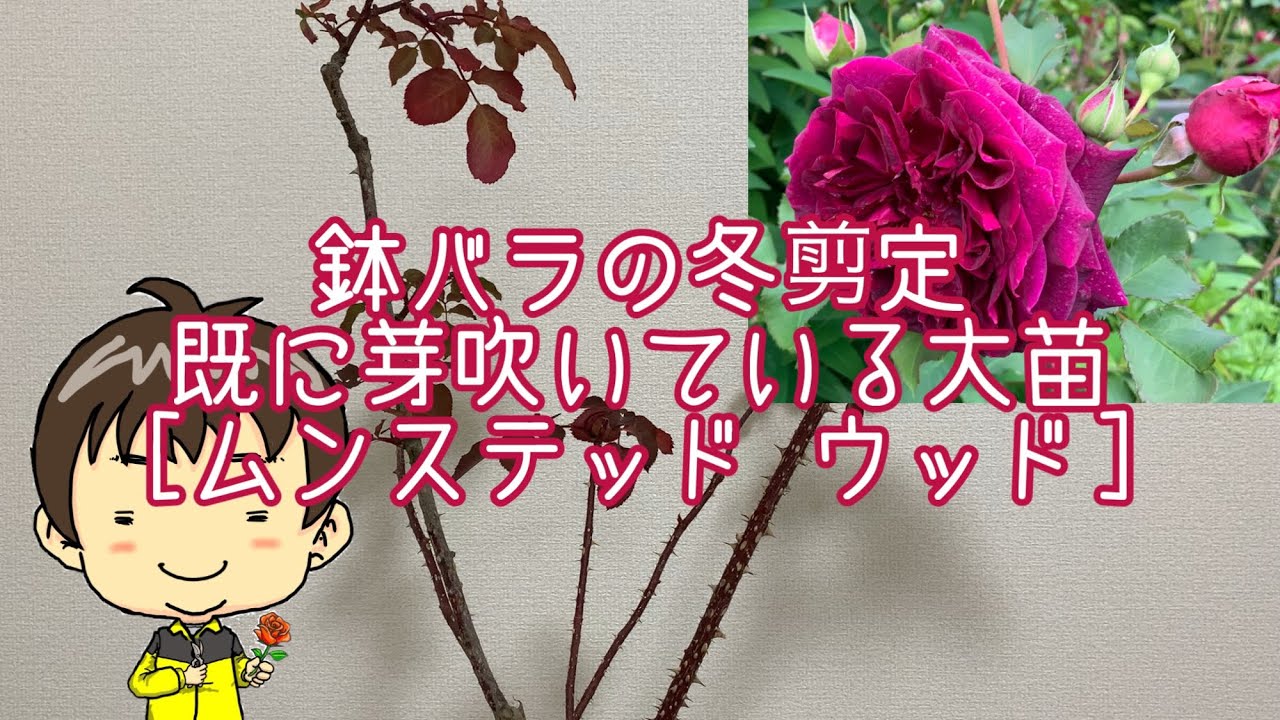 スーパーエクセルサ満開！品種紹介とウィーピングスタンダード仕立ての