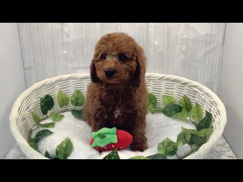 トイプードル♂2602D0127 - YouTube