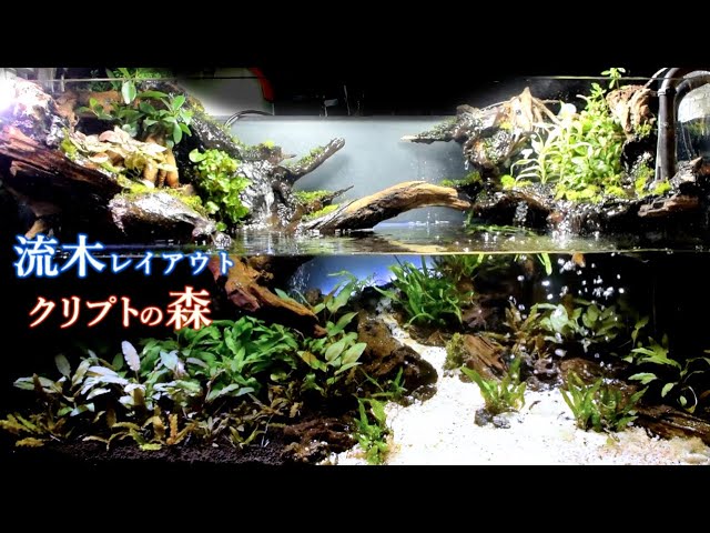 渓流系クリプトコリネ入門 Cryptocoryne striolata 