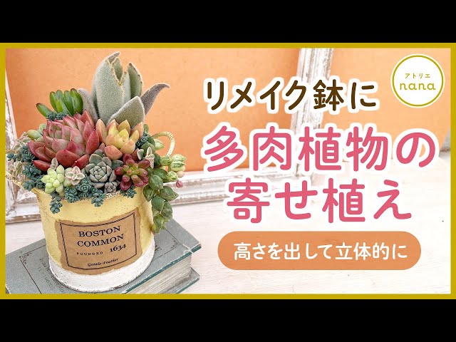 多肉植物】おしゃれ♫リメイク鉢に多肉植物の寄せ植え [高さを出した