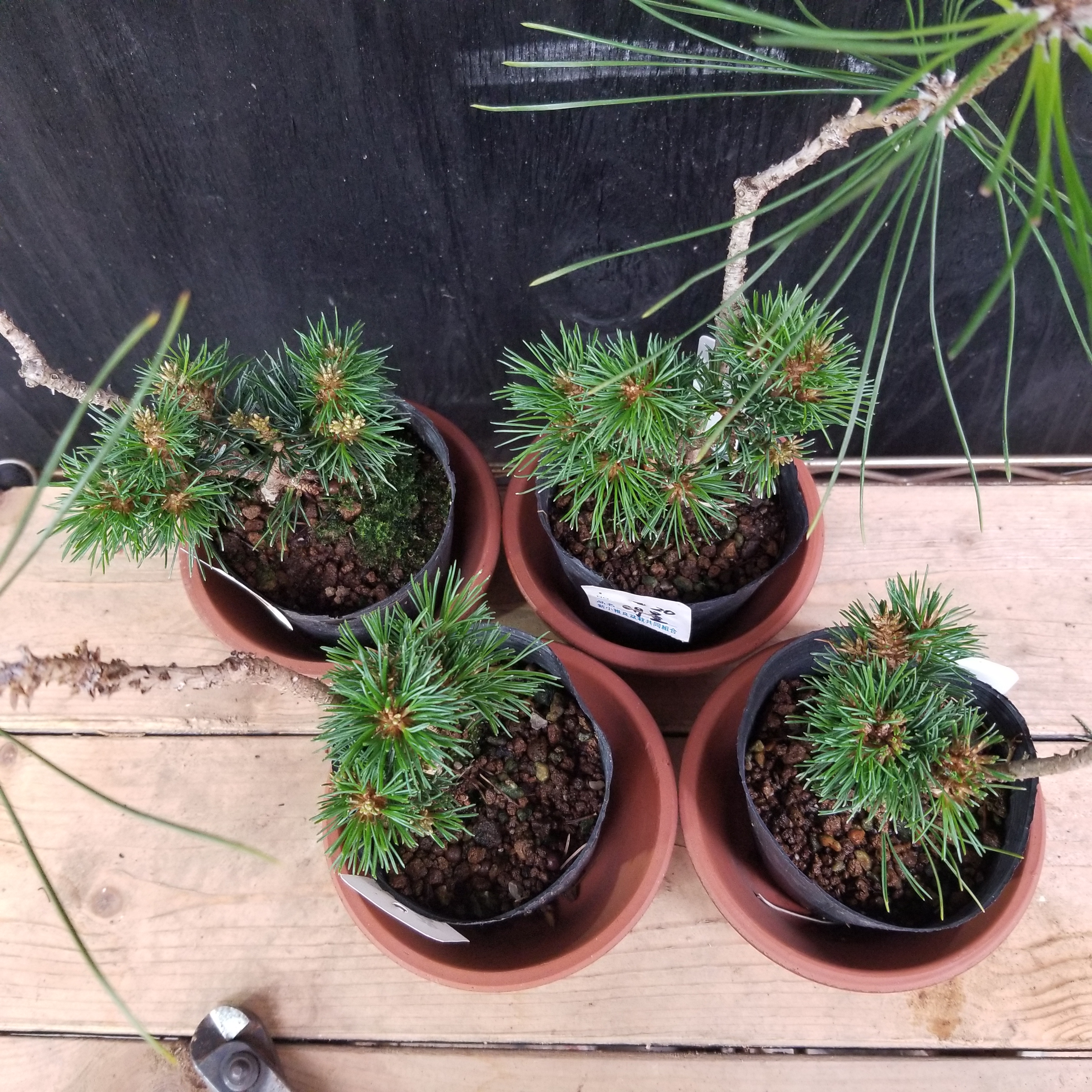 明星（八房五葉松） | 盆栽ぼっさ（Bonsai Bossa）