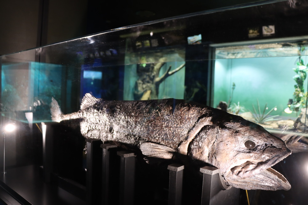 池袋・サンシャイン水族館で「ゾクゾク深海生物」開催。2026年1月16日