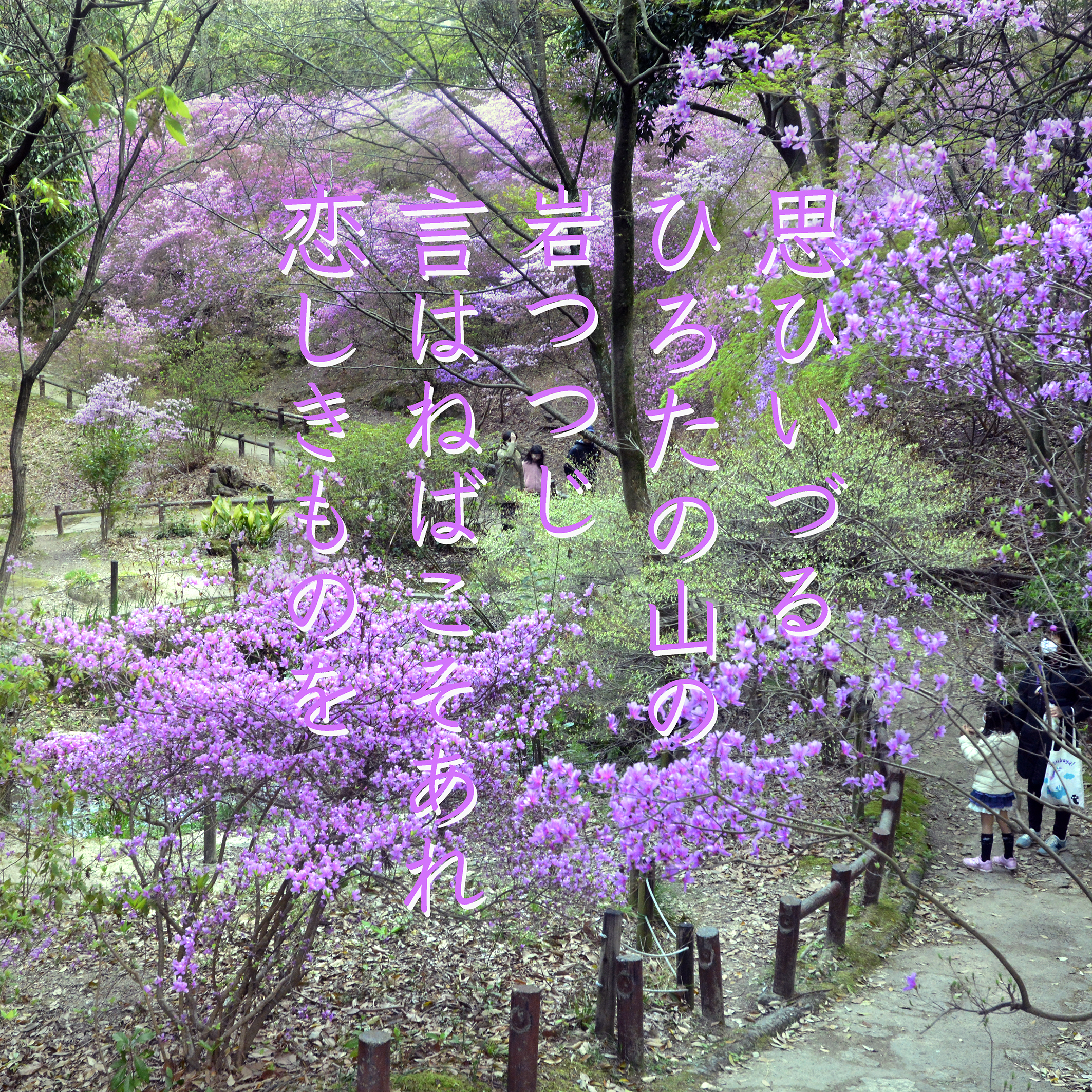 神秘。山採りミツバツツジ。 神秘。山採りミツバツツジ。 人気SALE