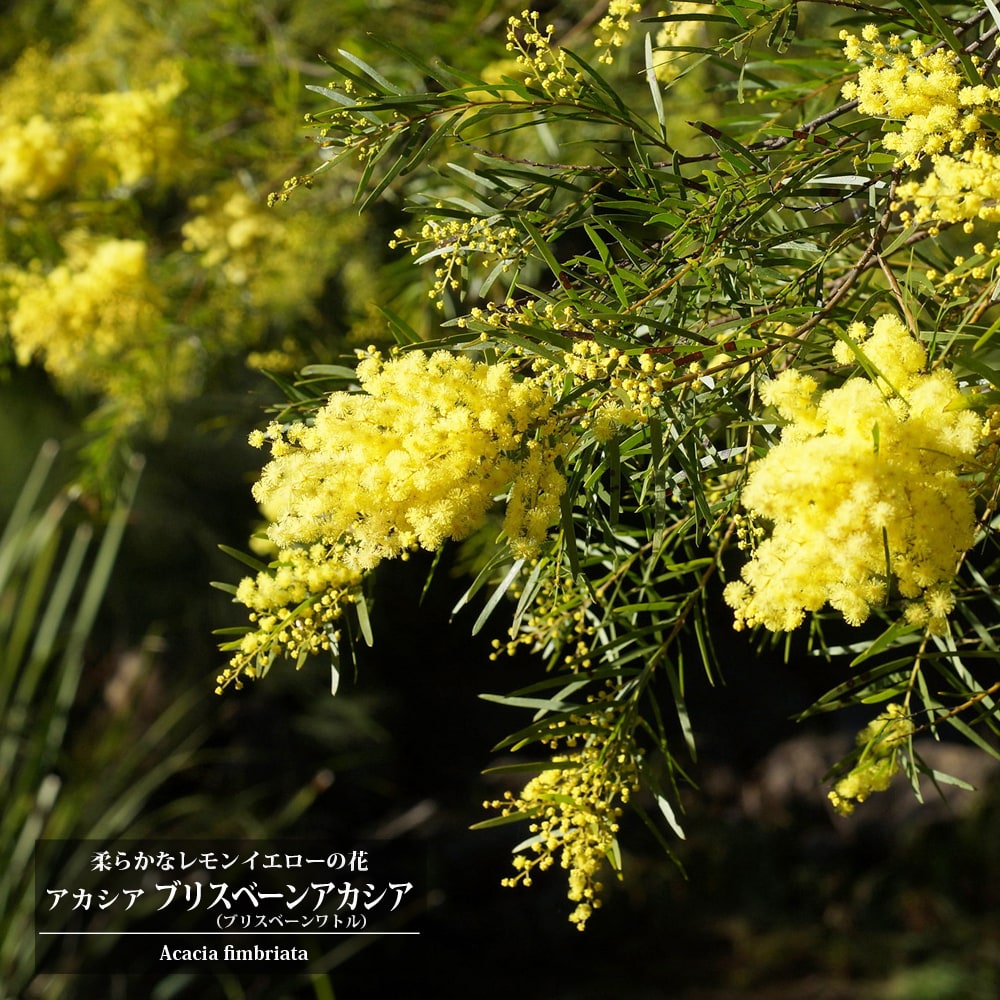 ブリスベーンアカシア アカシア の特徴と育て方 niwa_akashia-20
