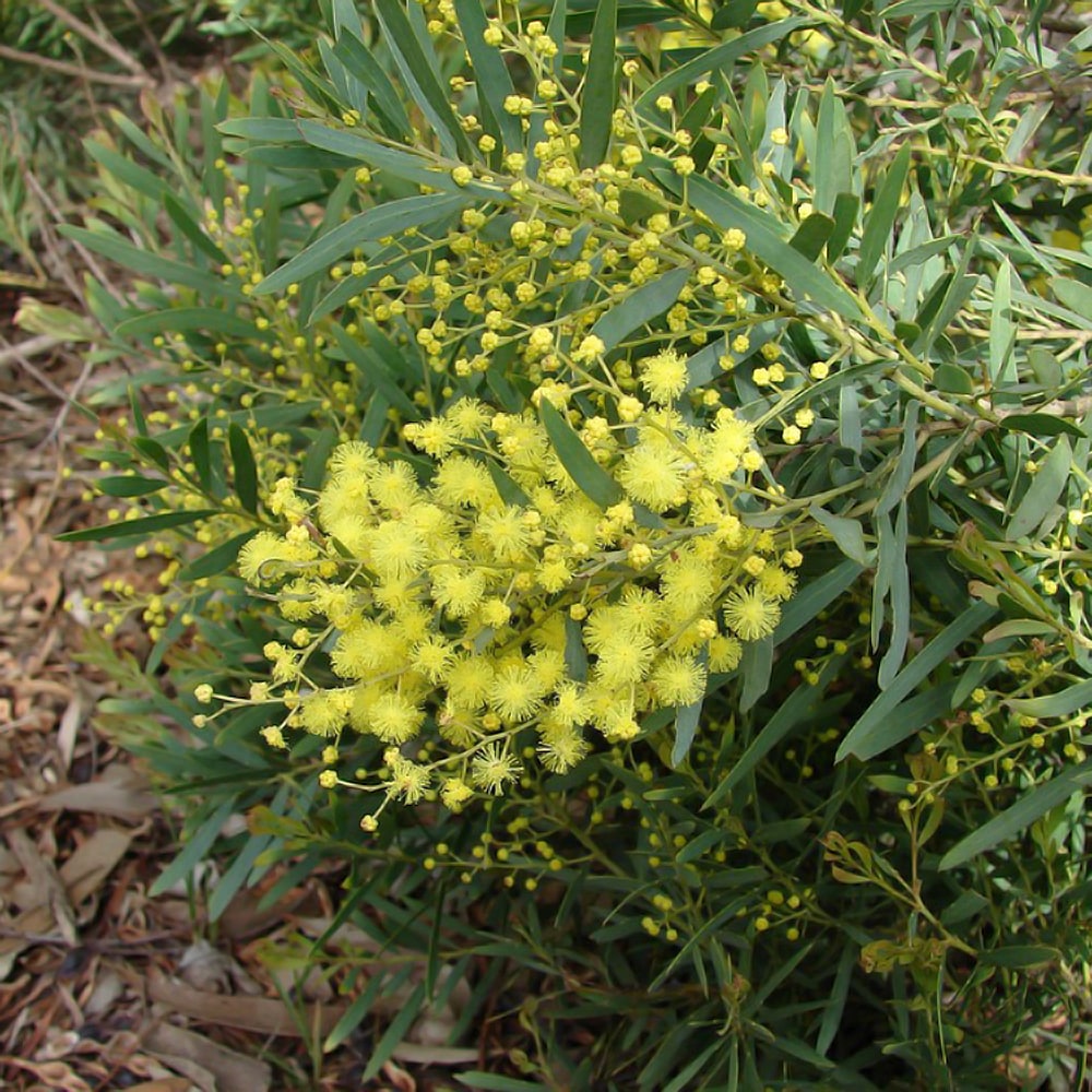 ブリスベーンアカシア アカシア の特徴と育て方 | 苗木部の部室 〜苗木