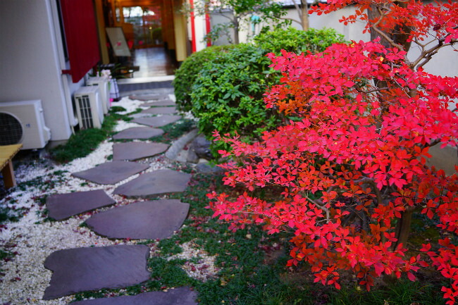 白ドウダン ツツジ ドウダンツツジの特徴と育て方 | 苗木部の部室