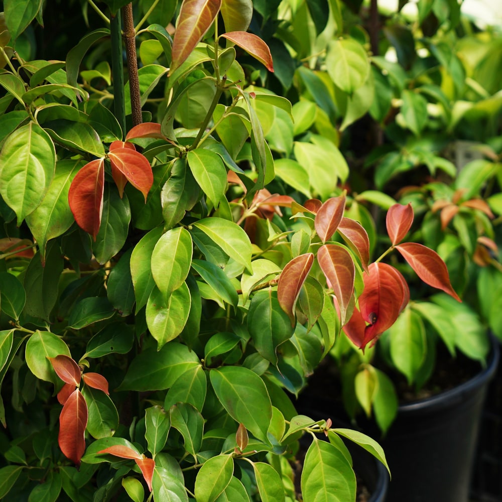 スカイウェイピンクハル 常緑ヤマボウシ の特徴と育て方 | 苗木部の