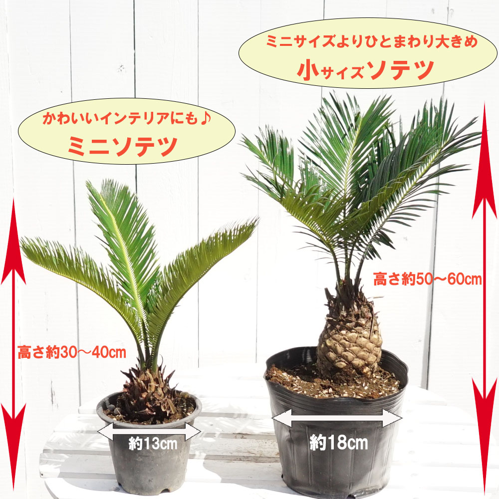 ソテツ の特徴と育て方 niwa_sotetsu002-1 | 苗木部の部室 〜苗木