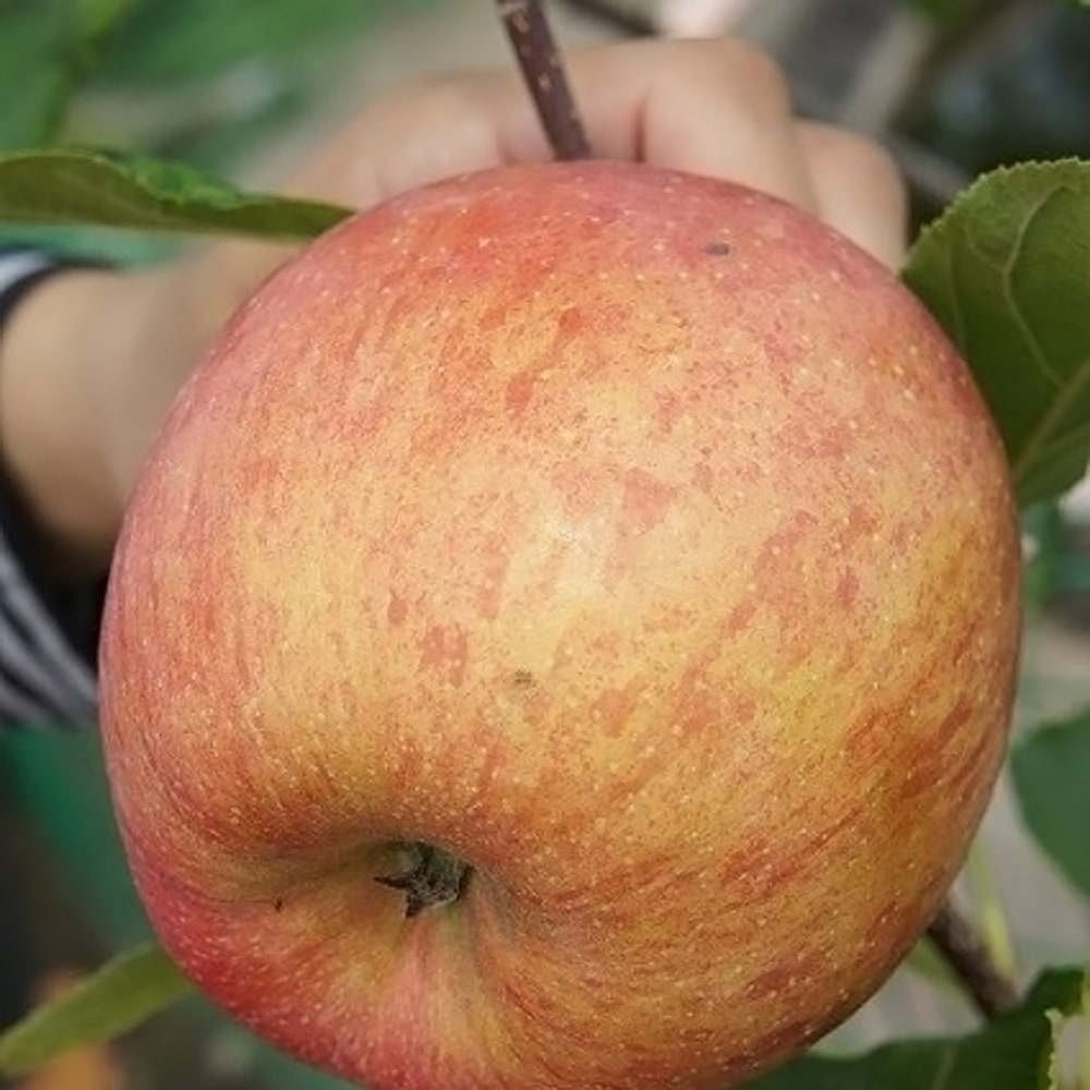 選抜津軽 リンゴ の特徴と育て方 kaju_ringo-yd002-03 | 苗木部の部室