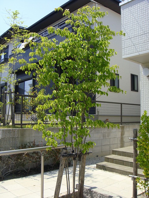 ヤマボウシ の特徴と育て方 | 苗木部の部室 〜苗木、育てよう〜 By 花