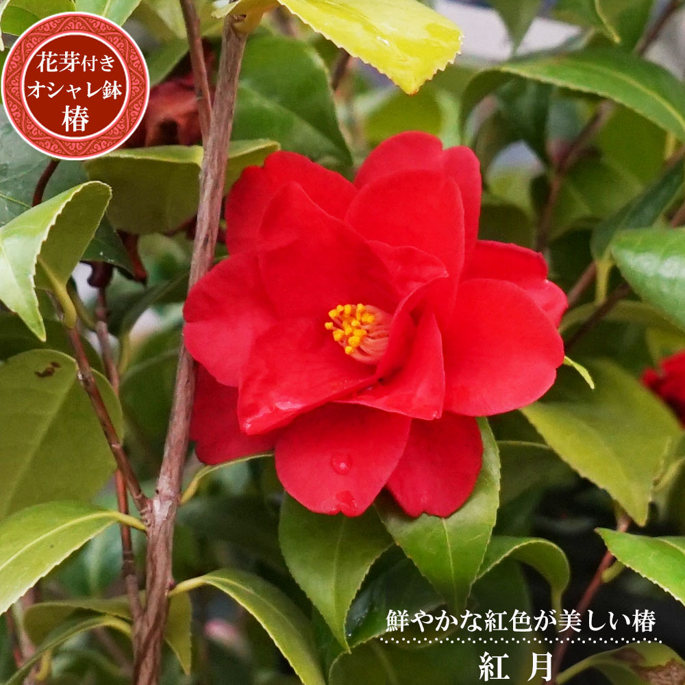 紅月 椿 の特徴と育て方 | 苗木部の部室 〜苗木、育てよう〜 By 花