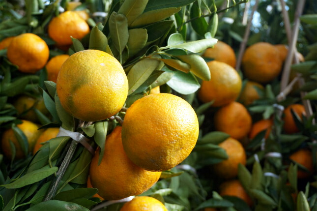 宮川早生 柑橘 温州みかんの特徴と育て方 kaju_kankitsu-mikan003-05