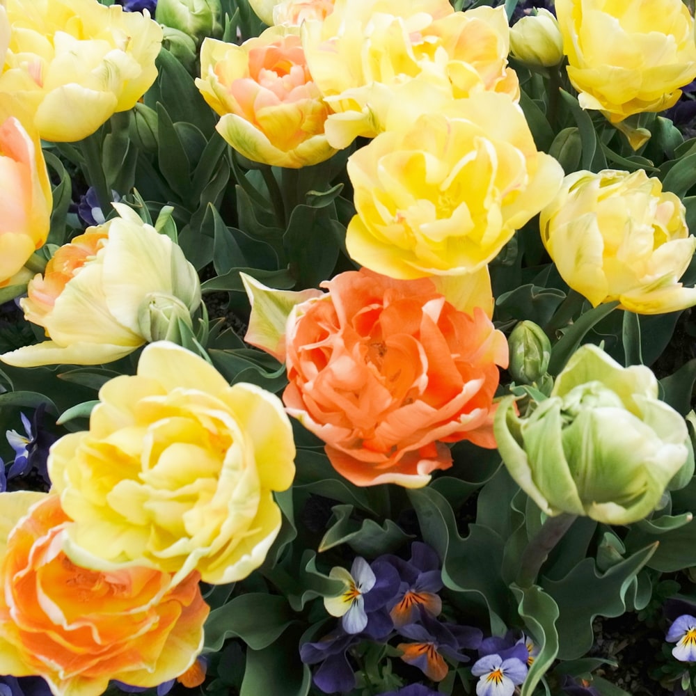 チャーミングビューティ チューリップ 八重遅咲き系の特徴と育て方