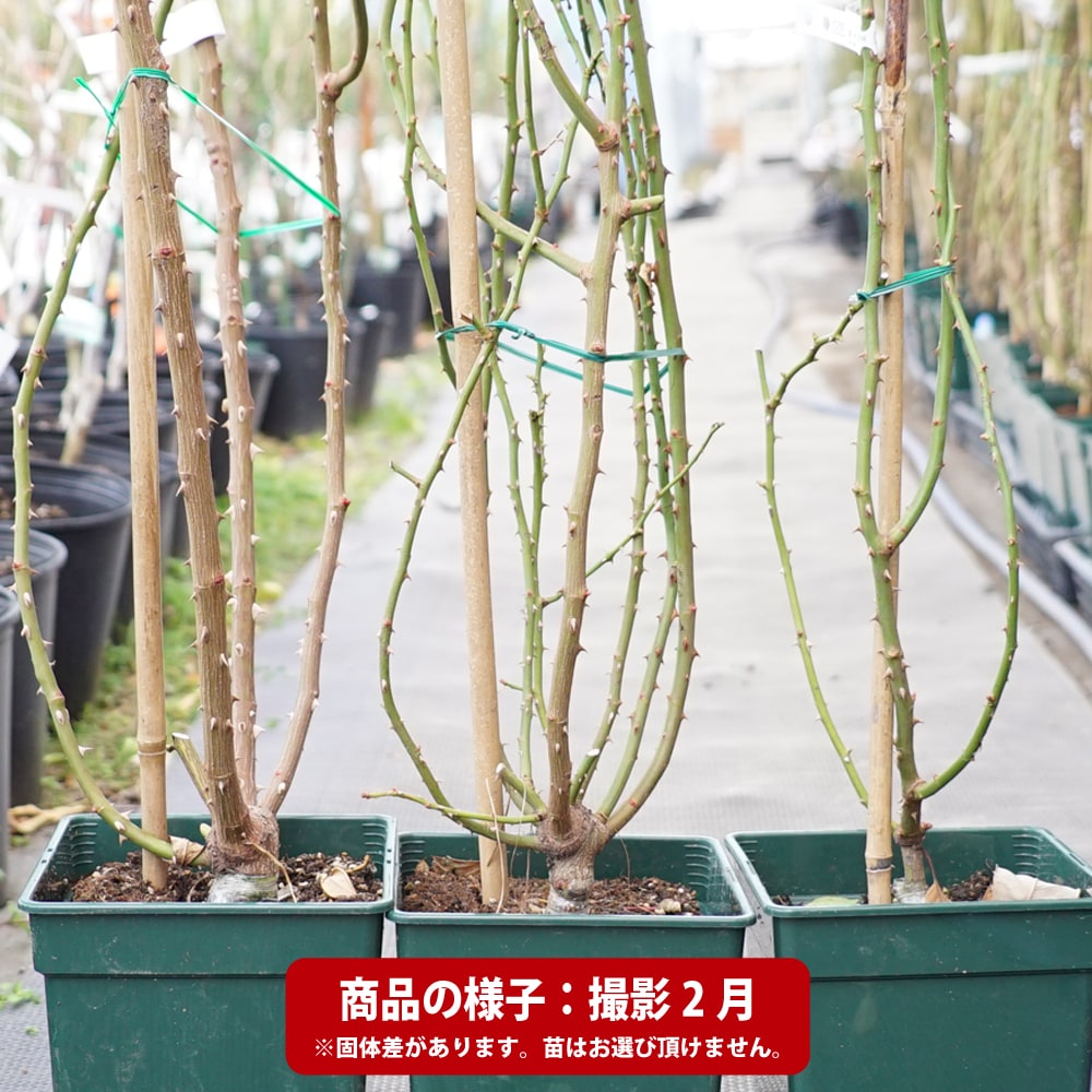 サハラ'98 バラ CL クライミング (つるバラ)の特徴と育て方 rose_cl061