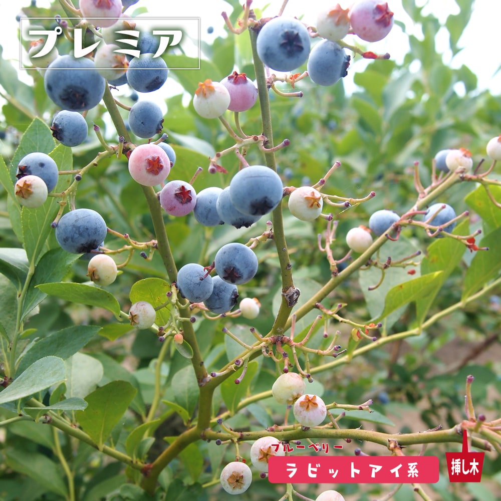 プレミア ブルーベリー ラビットアイ系の特徴と育て方 | 苗木部の部室