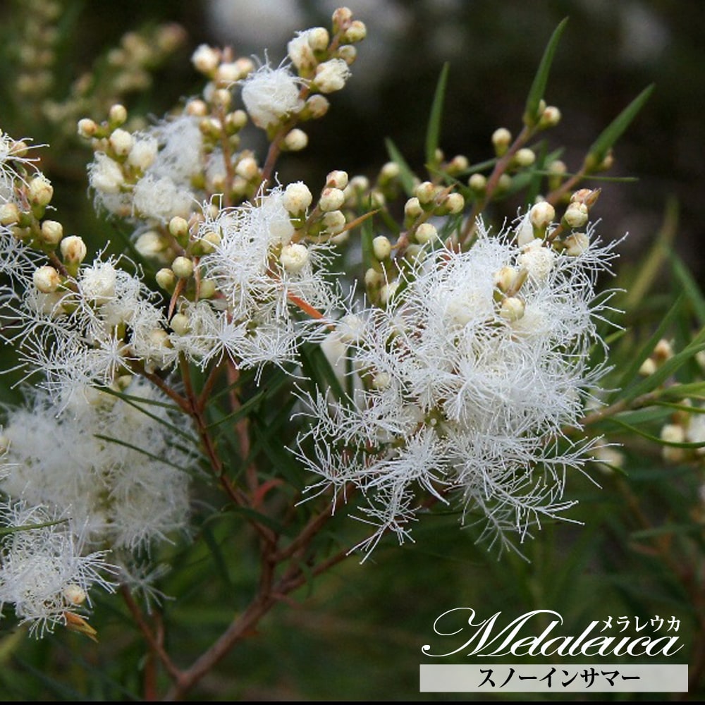 スノーインサマー メラレウカ の特徴と育て方 | 苗木部の部室 〜苗木