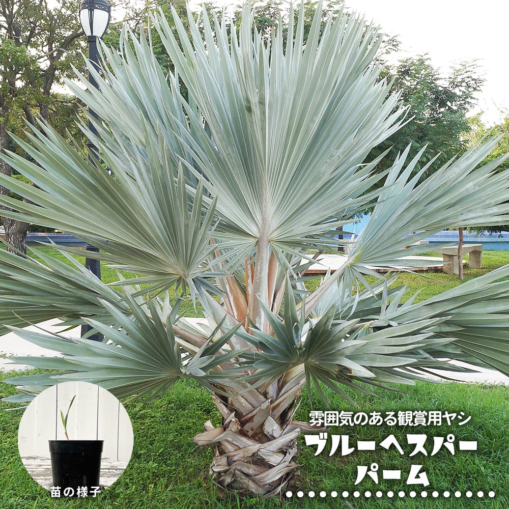 アルマータ ブラヘア の特徴と育て方 yukis_0011 | 苗木部の部室