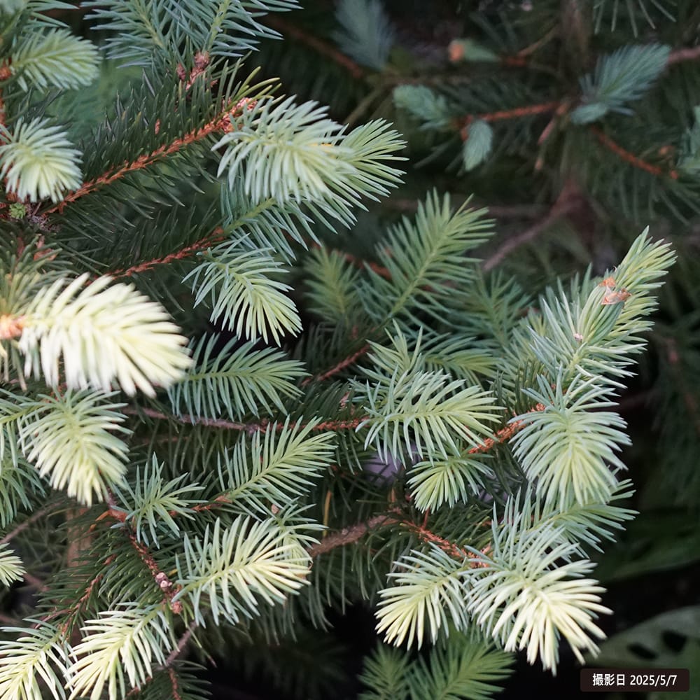 スーパーブルーシードリング トウヒ ピセアプンゲンスの特徴と育て方