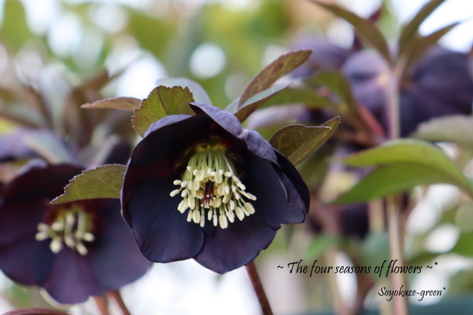 ブラック系のクリスマスローズ＊