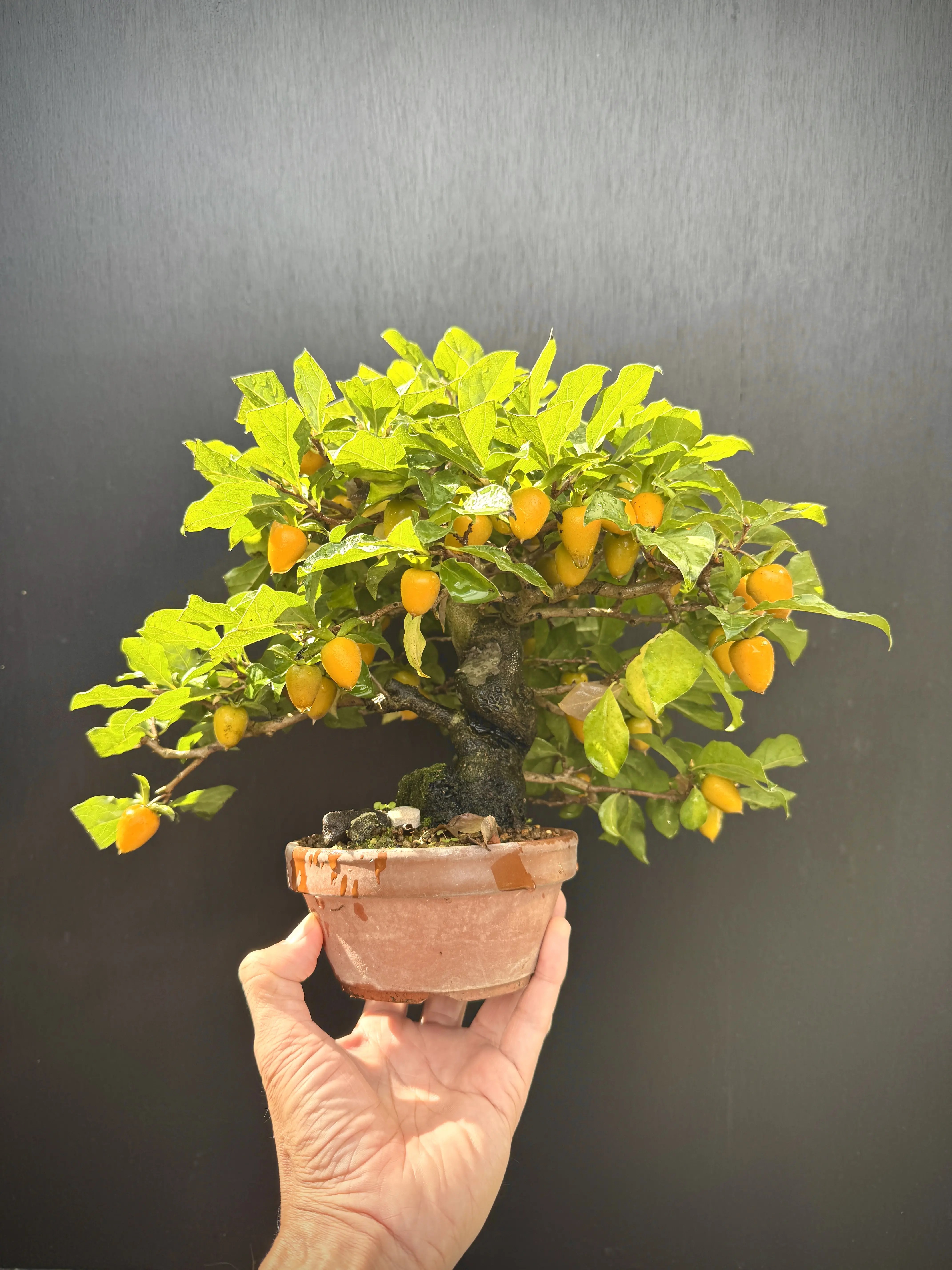 初心者向け】老爺柿（ロウヤガキ）の育て方｜小さな実が魅力の秋の主役