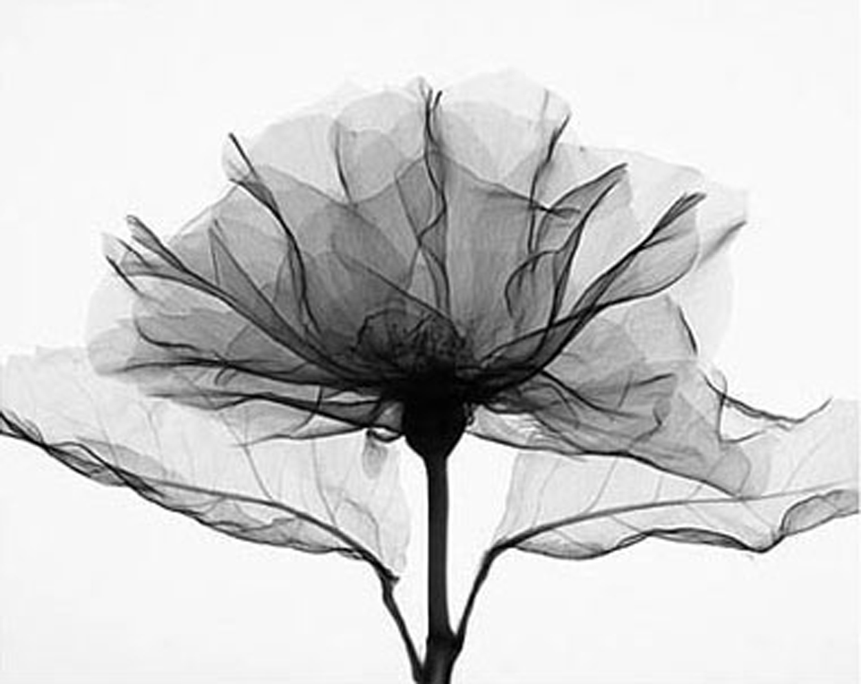 Garden Secrets: Radiological Plant Photography by Steven Meyers