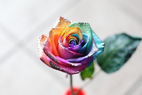 レインボーローズ | 小林貴明ブログ