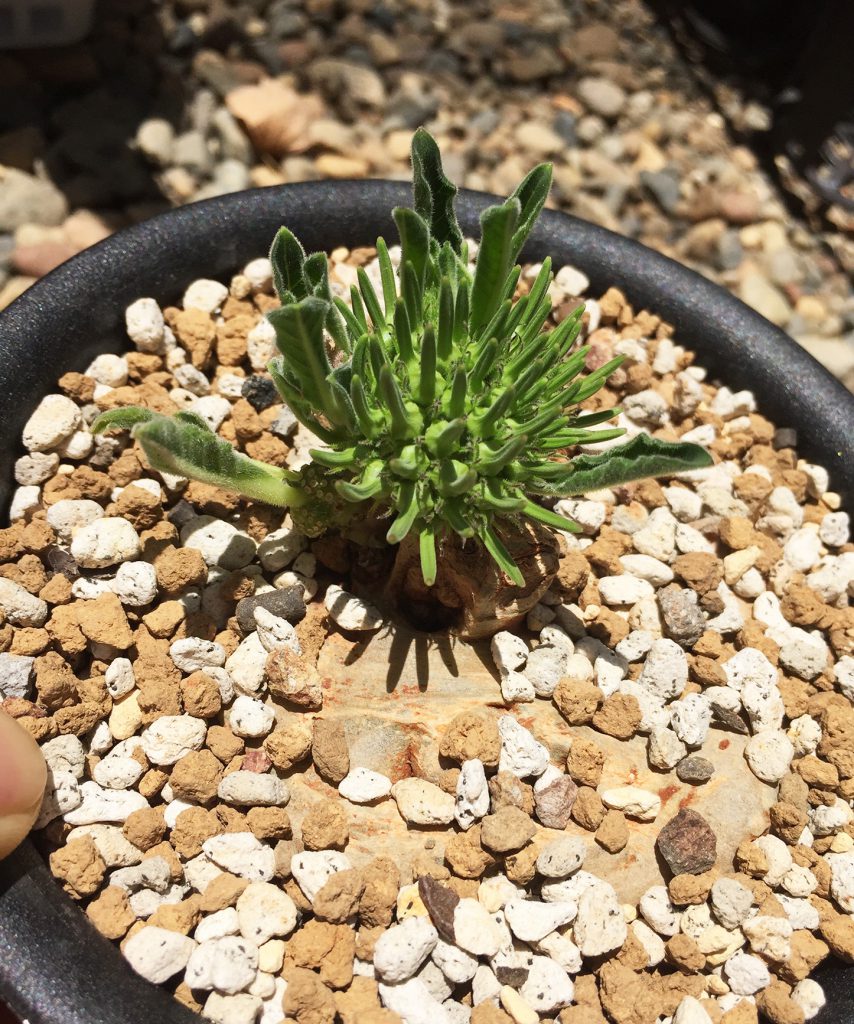 竜卵窟” ブラキステルマ バーベラエ (Brachystelma barberae) – twelve