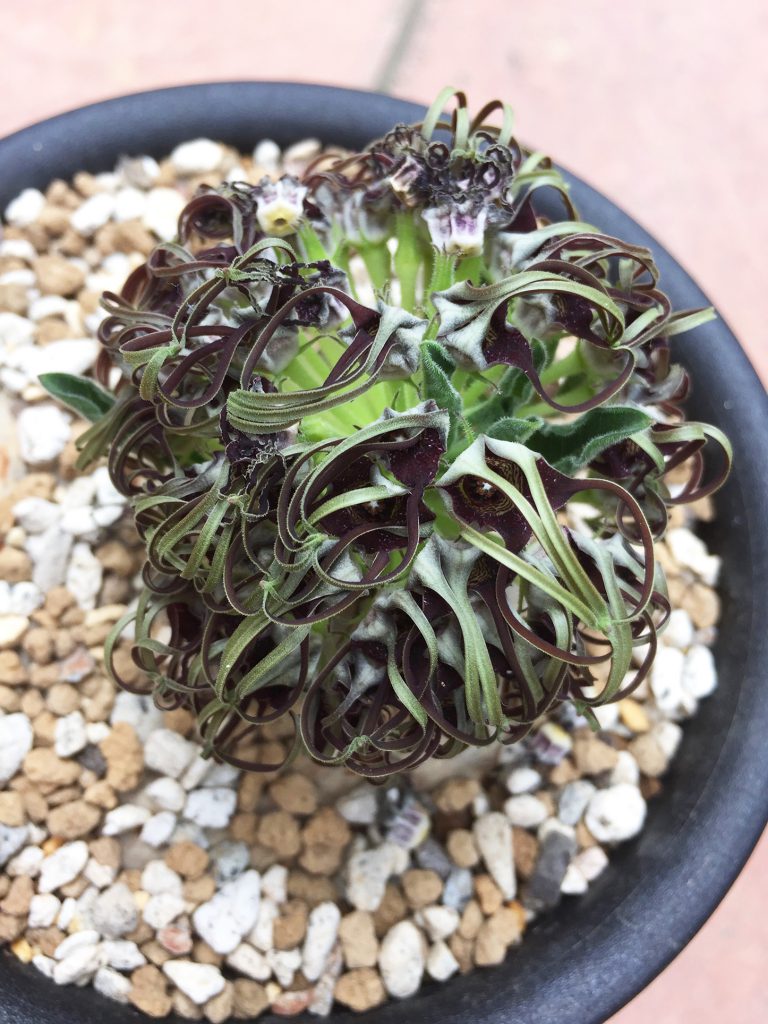 竜卵窟” ブラキステルマ バーベラエ (Brachystelma barberae) – twelve