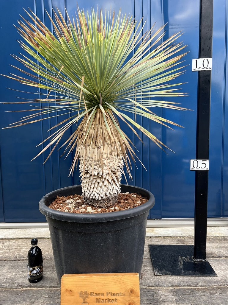 AL1176ユッカ ロストラータ 超美形 極太 シルバーブルー 葉数多