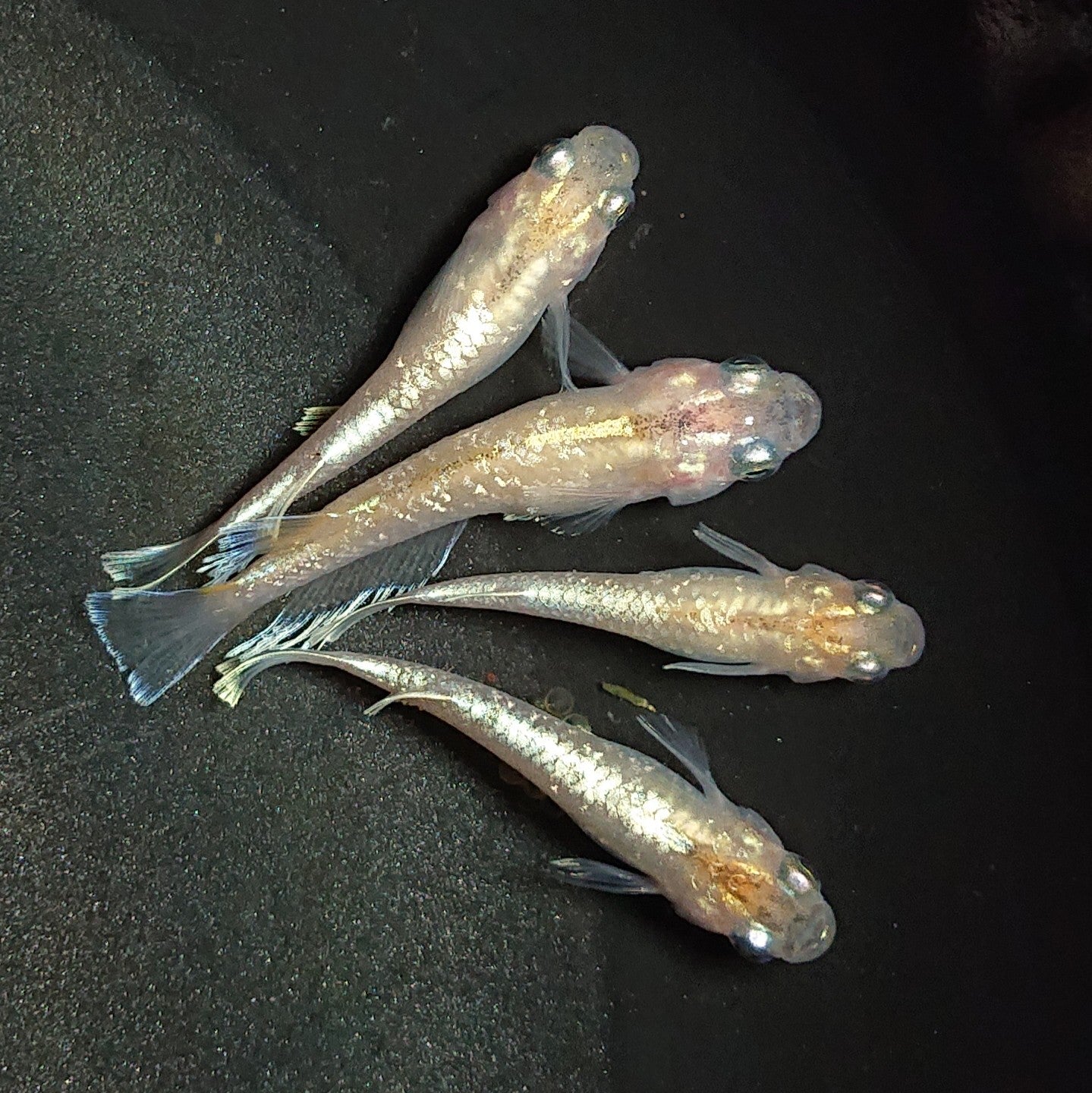 現物】【上物】デーンモルフォ イエロータイプ Azumaめだか様純血統F1