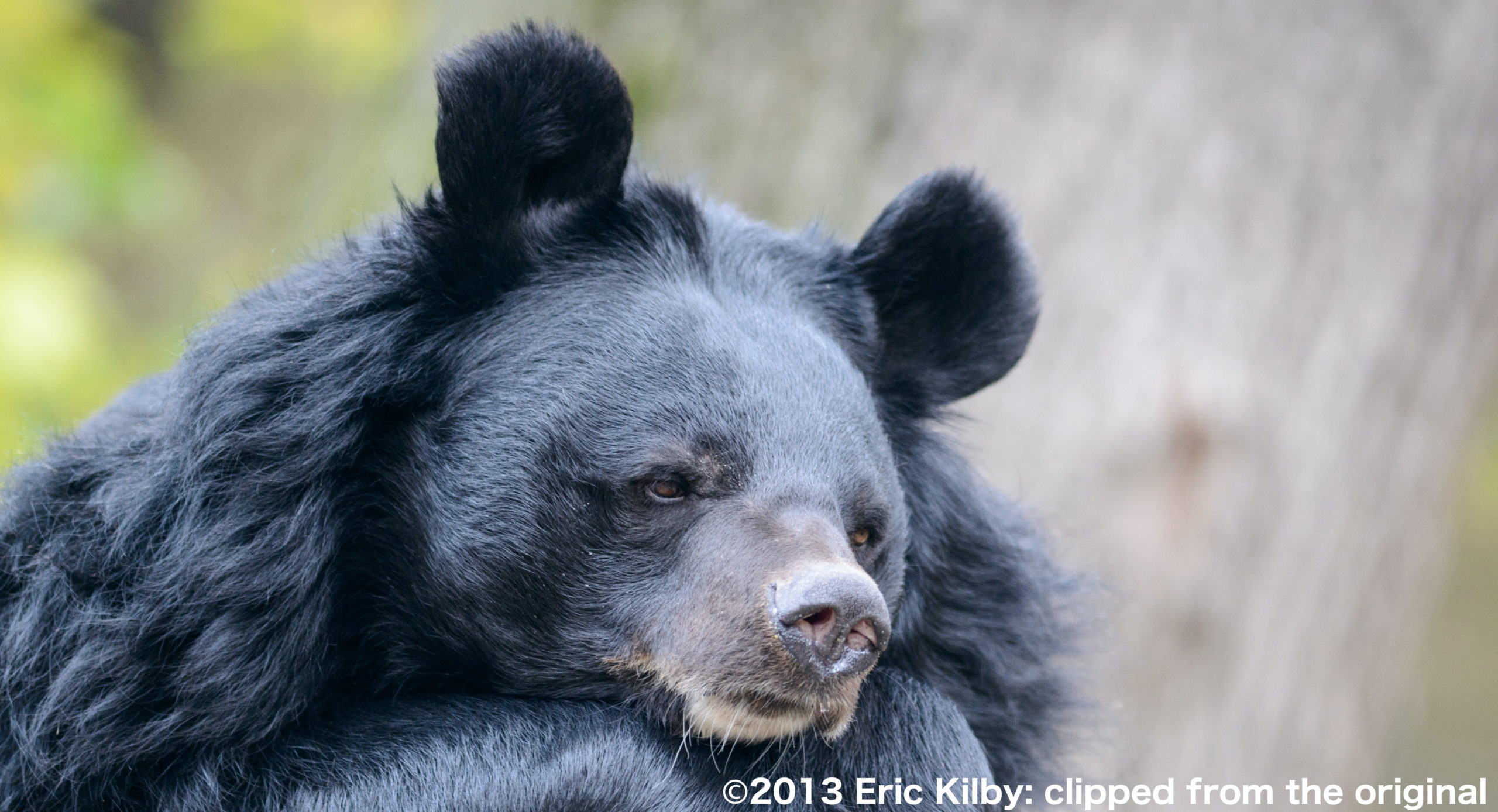 ツキノワグマ Webいきもの図鑑