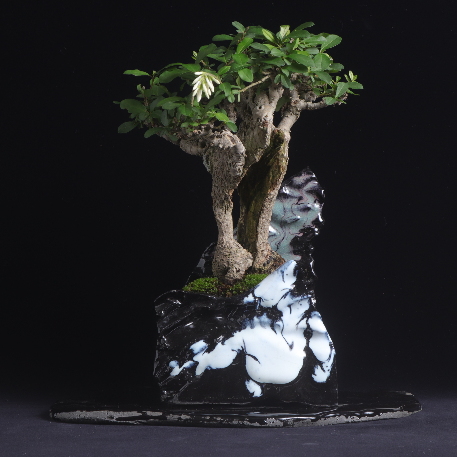 水蝋樹・イボタ – イマplants