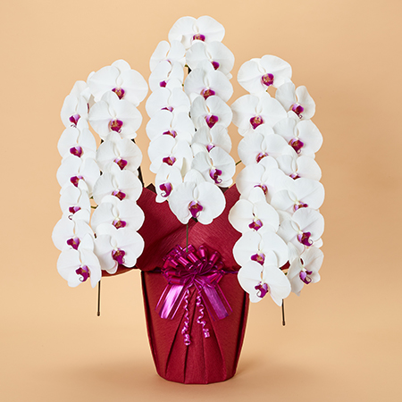 本格胡蝶蘭3本立 プレミアム | お祝いの花商品 | 【電報サービス】VERY