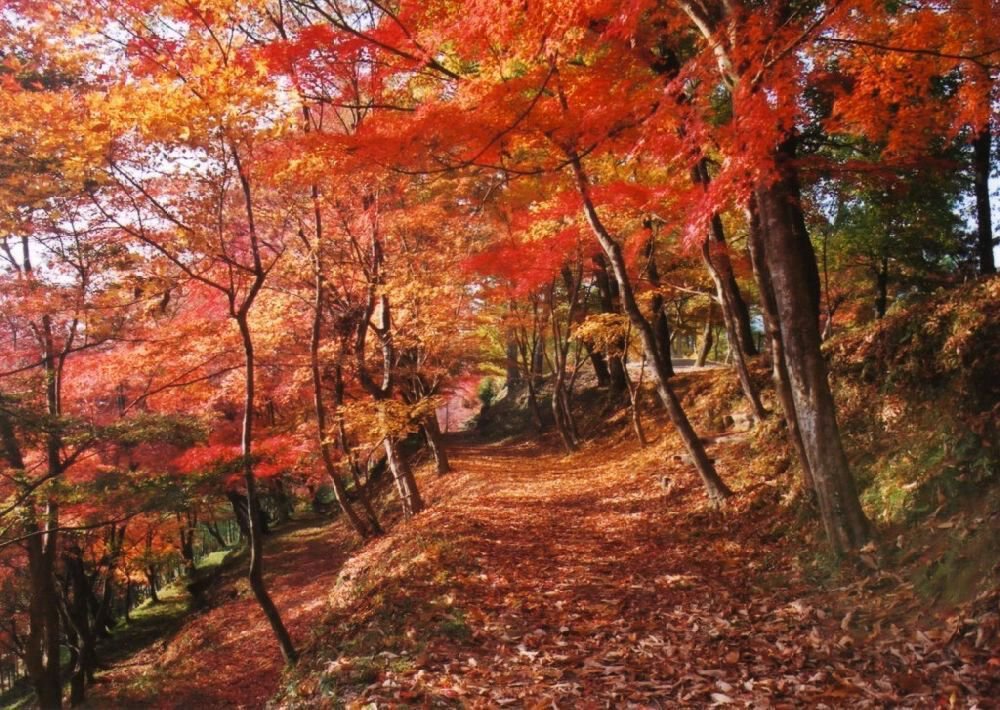 最上山公園 もみじ山の紅葉(兵庫県) ｜紅葉名所2025