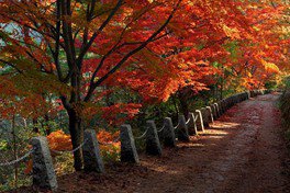 吉野山(奥千本)の紅葉(奈良県) ｜紅葉名所2025