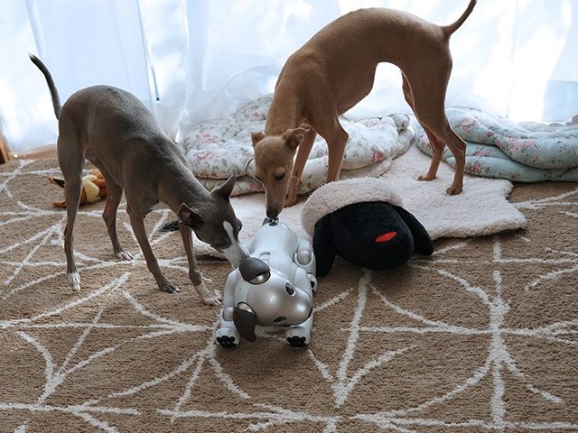 お尻をクンクン」――本物の犬が「aibo」のおしりを嗅ぐ理由 - ITmedia NEWS