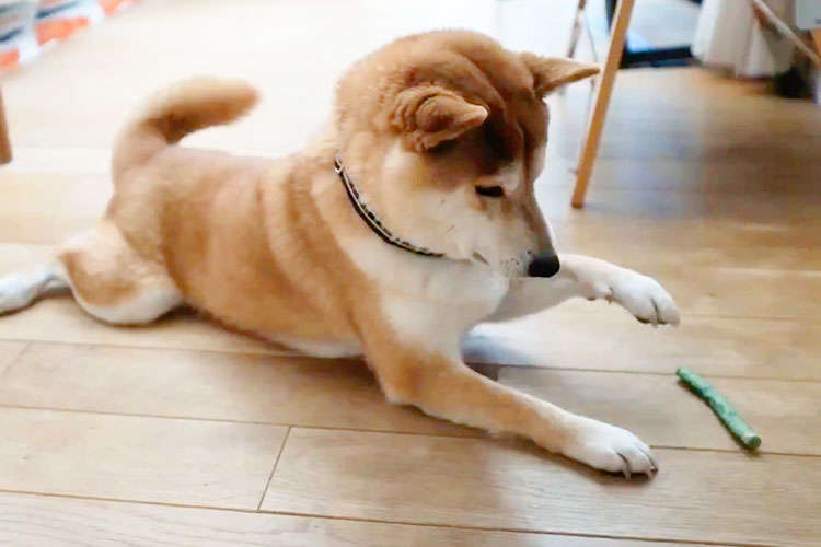 柴犬さんが “謎のツボ” にハマった！？ 届きそうで届かないおもちゃに