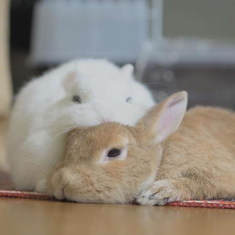ペロペロしたり枕にし合ったり…♪ 思わずニヤける、仲良しなウサギさん