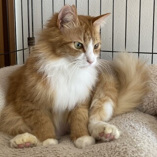 里親さん決定☆長毛茶白の」埼玉県 - 猫の里親募集(409259