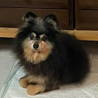 ブラックタンのポメラニア」山形県 - 犬の里親募集(438081