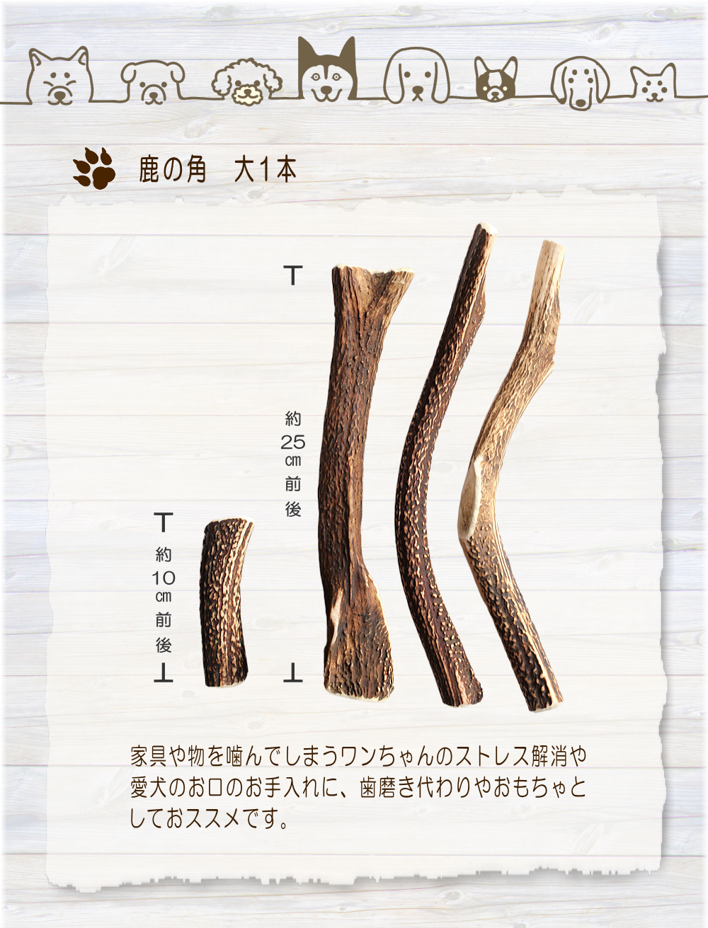 鹿の角 大1本入り | 霧島ジビエ＜公式＞