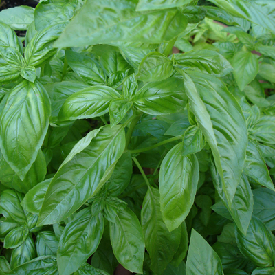 ミョウガ（茗荷）苗2株セット | 自然生活