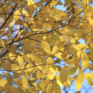クロモジ苗｜植木・苗木・庭木・花木苗｜自然を育てる | 自然生活
