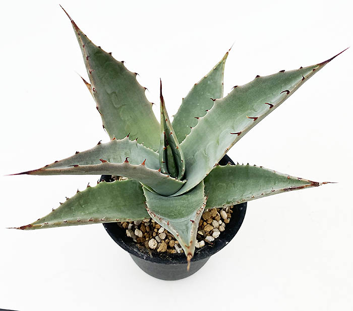 アガベ サブシンプレックス | ネットショップ・アガベ