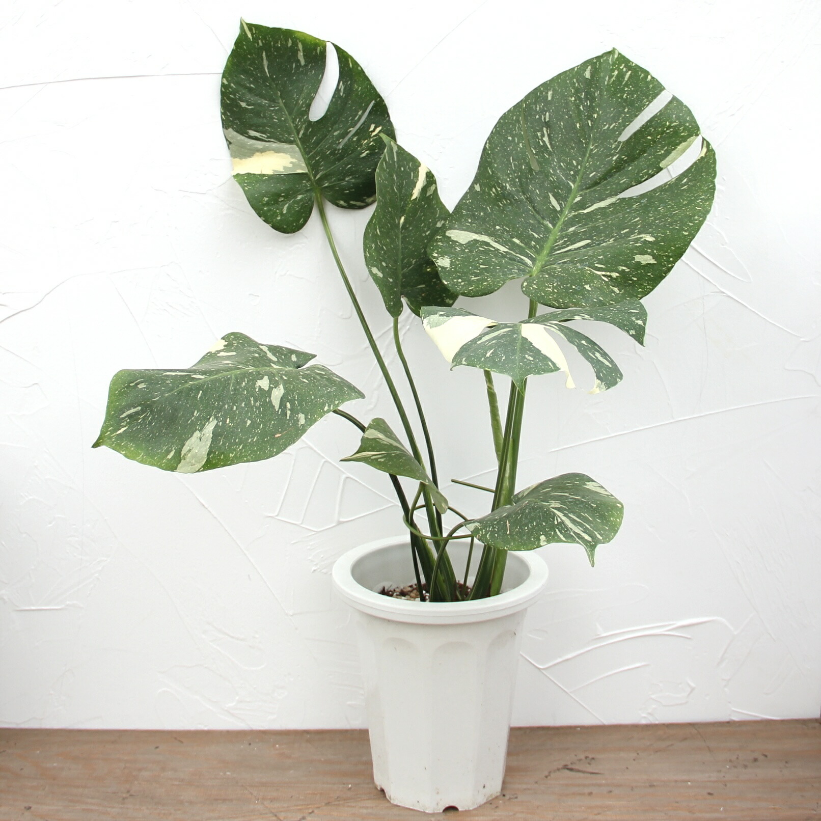 楽天市場】『斑入りモンステラ デリシオーサ タイコンスタレーション 6