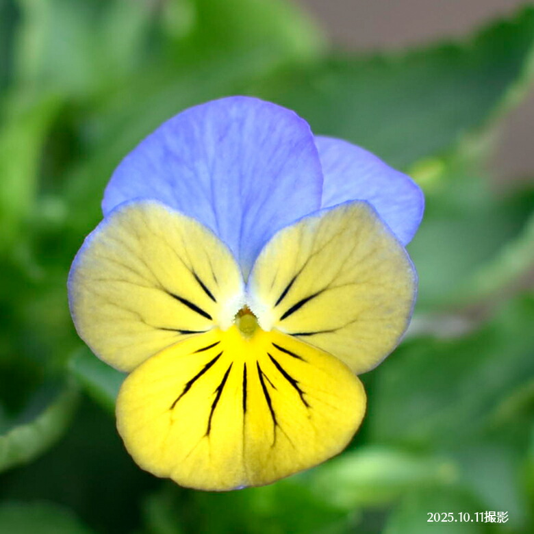 楽天市場】ビオラ フローラルパワー イエローブルーウイング 苗 10.5cm